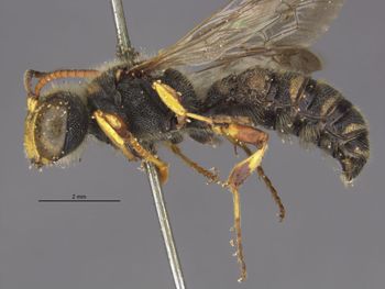 Media type: image;   Entomology 516 Aspect: habitus lateral view